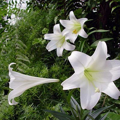 flowers6_easterlily.jpg