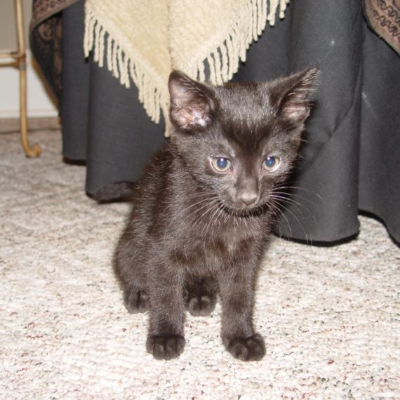 black kitten