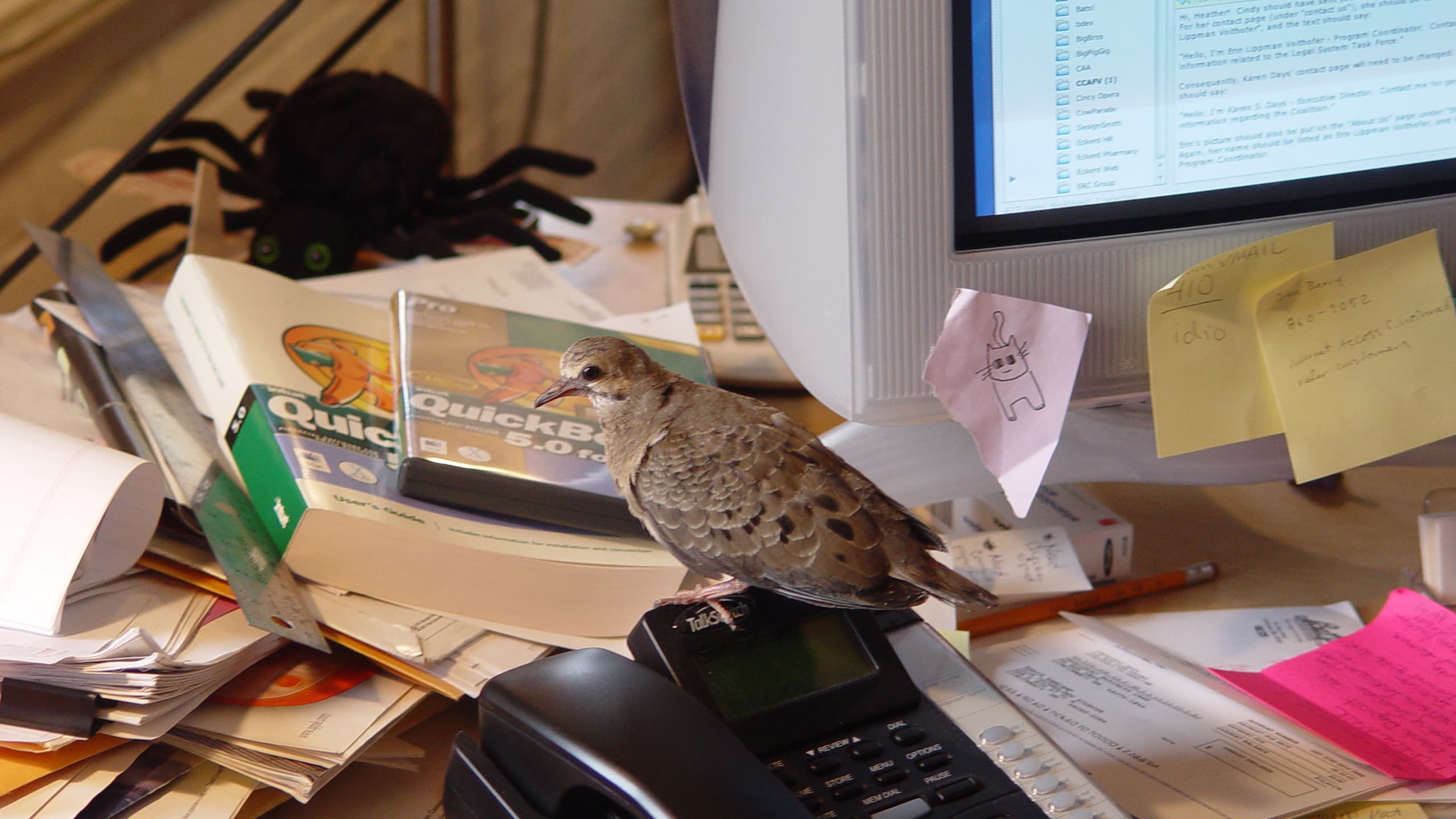 Bird on a phone