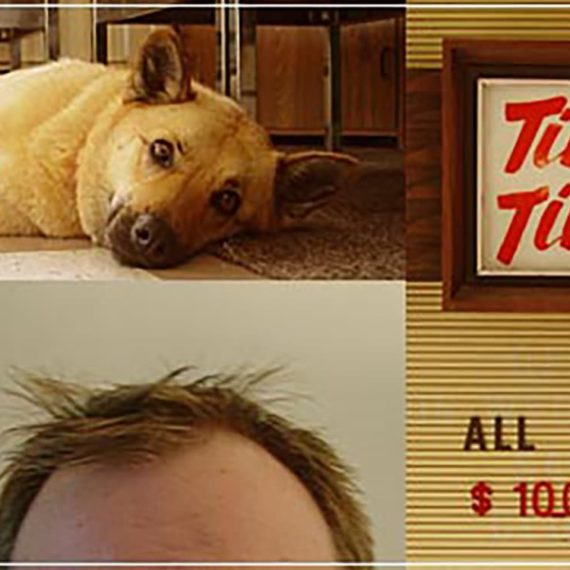 Collage of haircut, dog and sign for barber