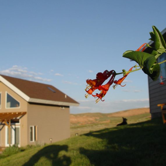 Red flower blooming in front of workshop