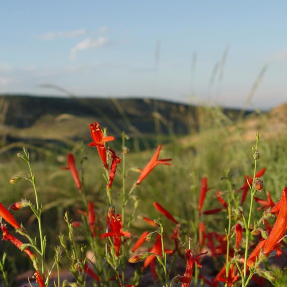 Red flowers bloom