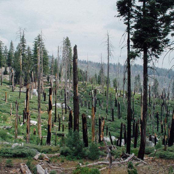 Burned trees in Yosemite National Park