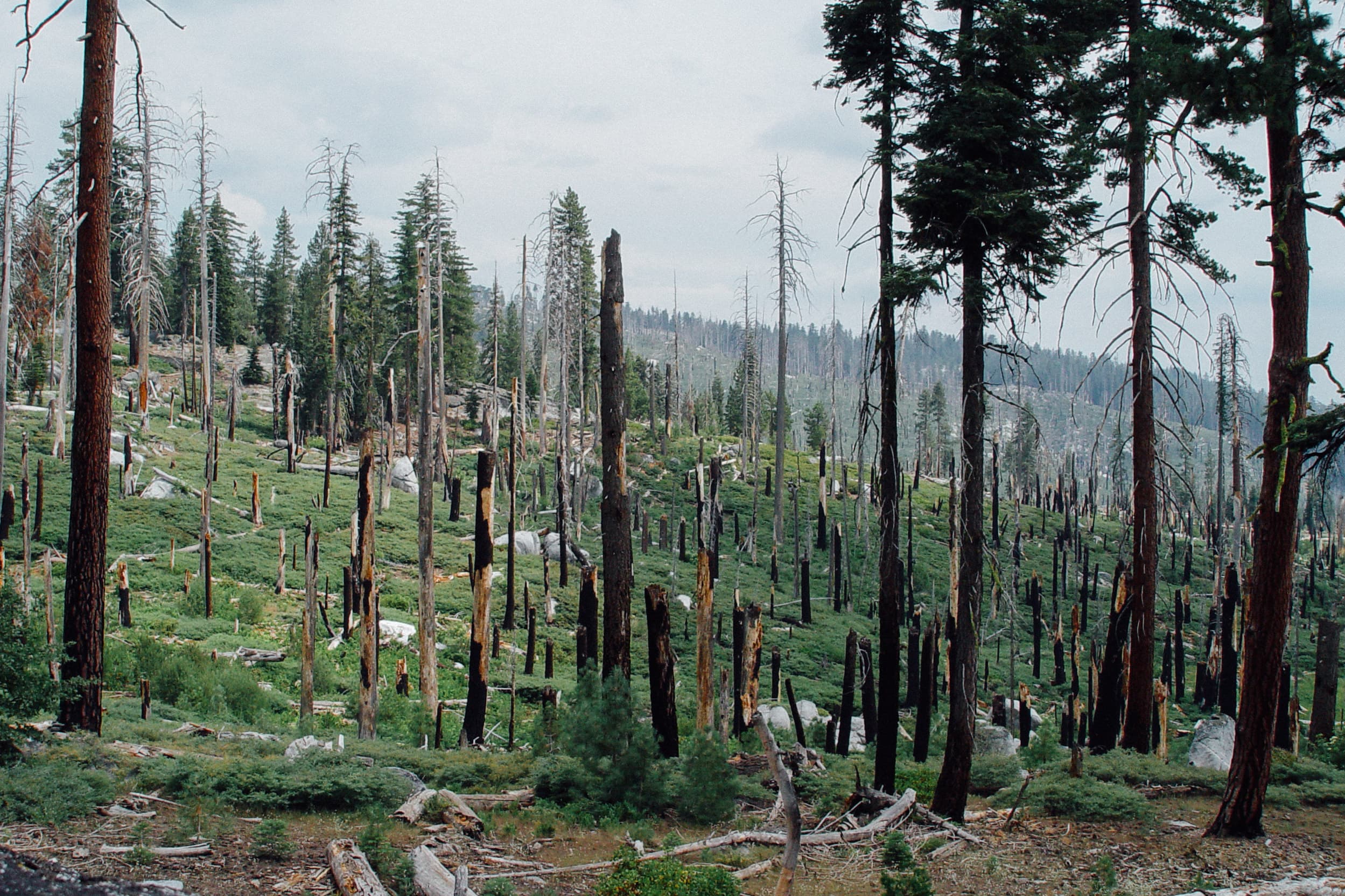 Burned trees in Yosemite National Park