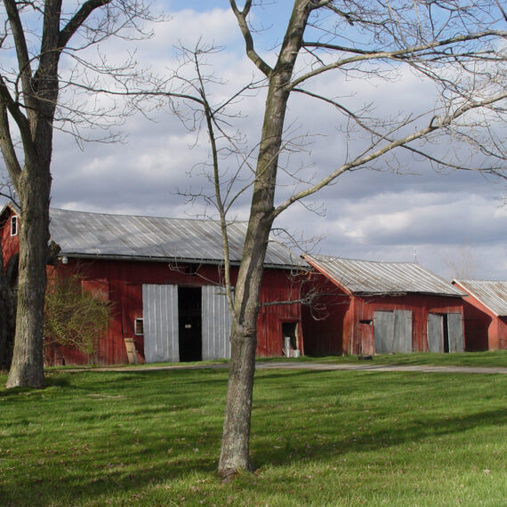 Three red barns