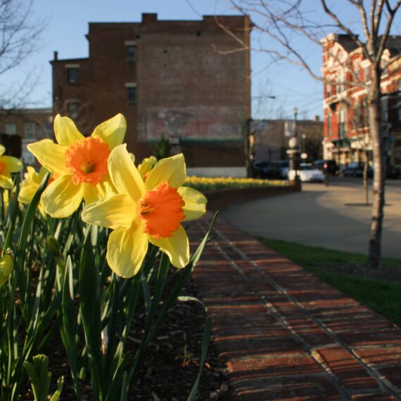 Daffodils