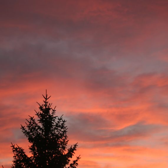 Fir tree silhouette against sunset