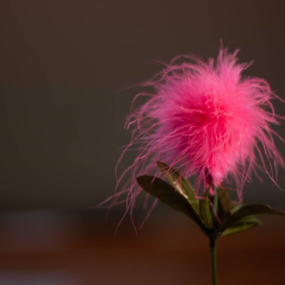 Pink fuzzy flower