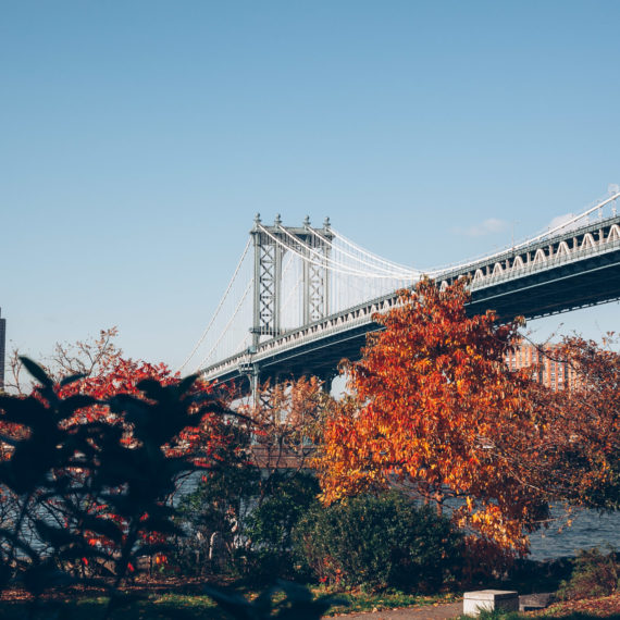 Manhattan Bridge and autumn trees