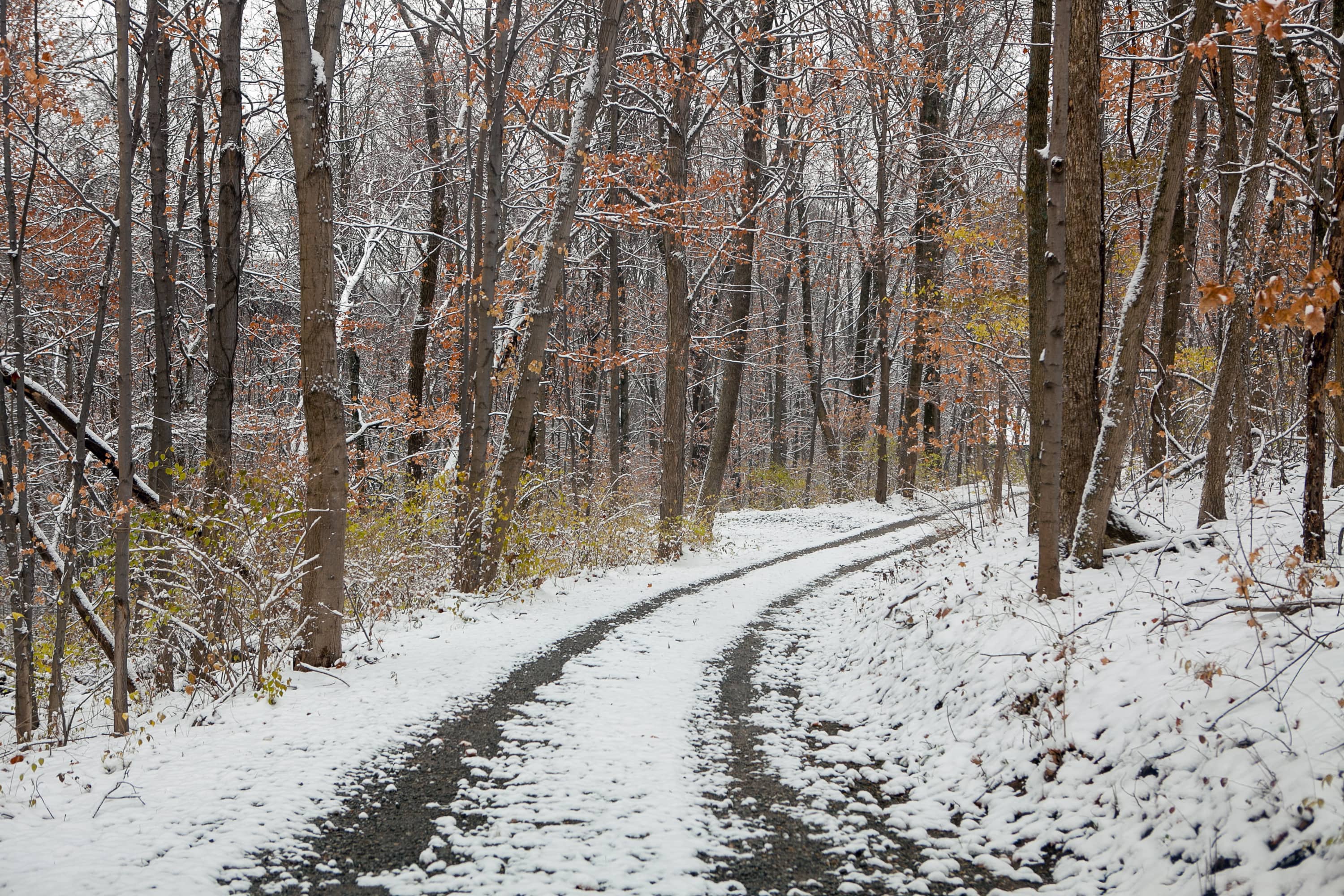 Snowy driveway