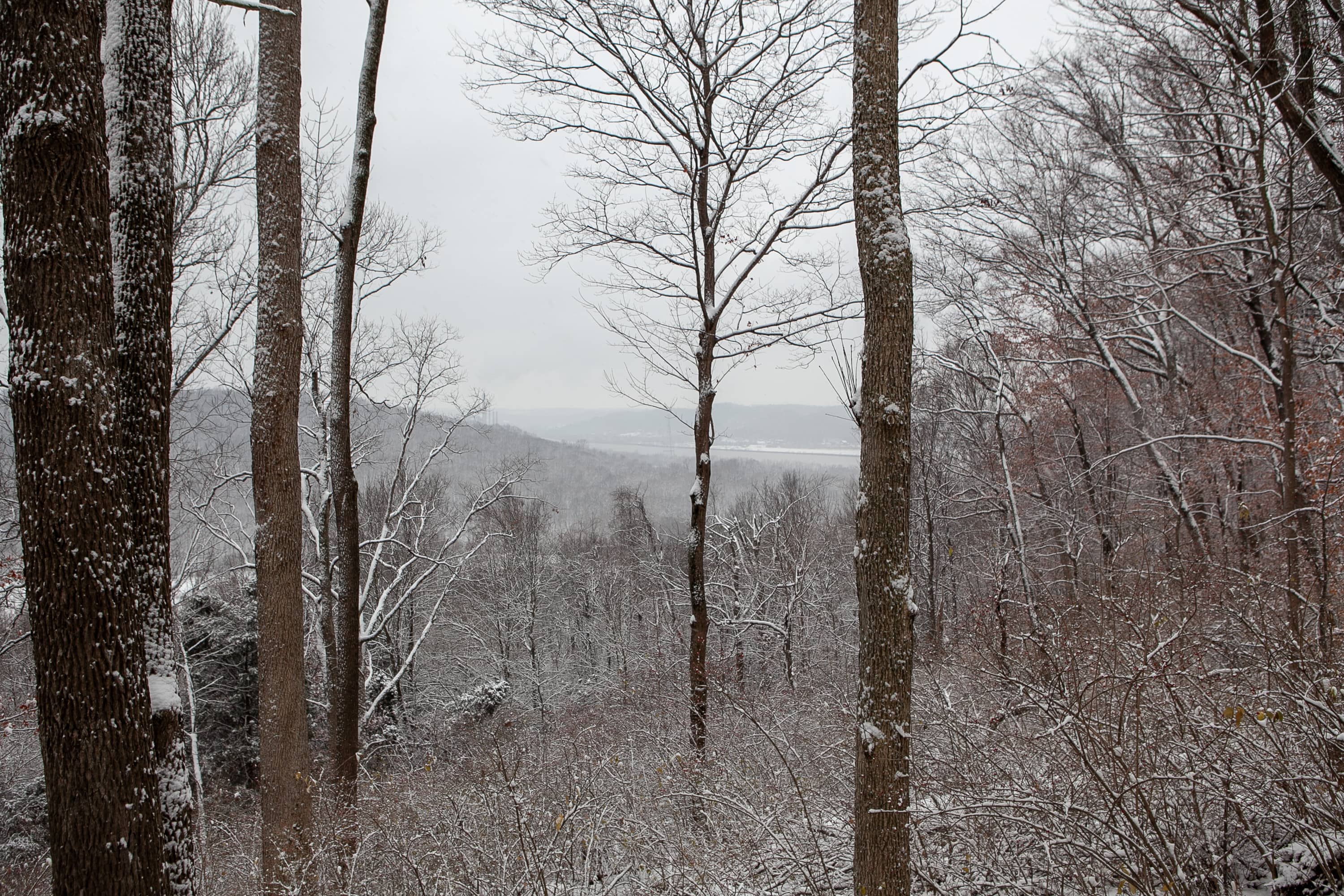 Trees and river in snow