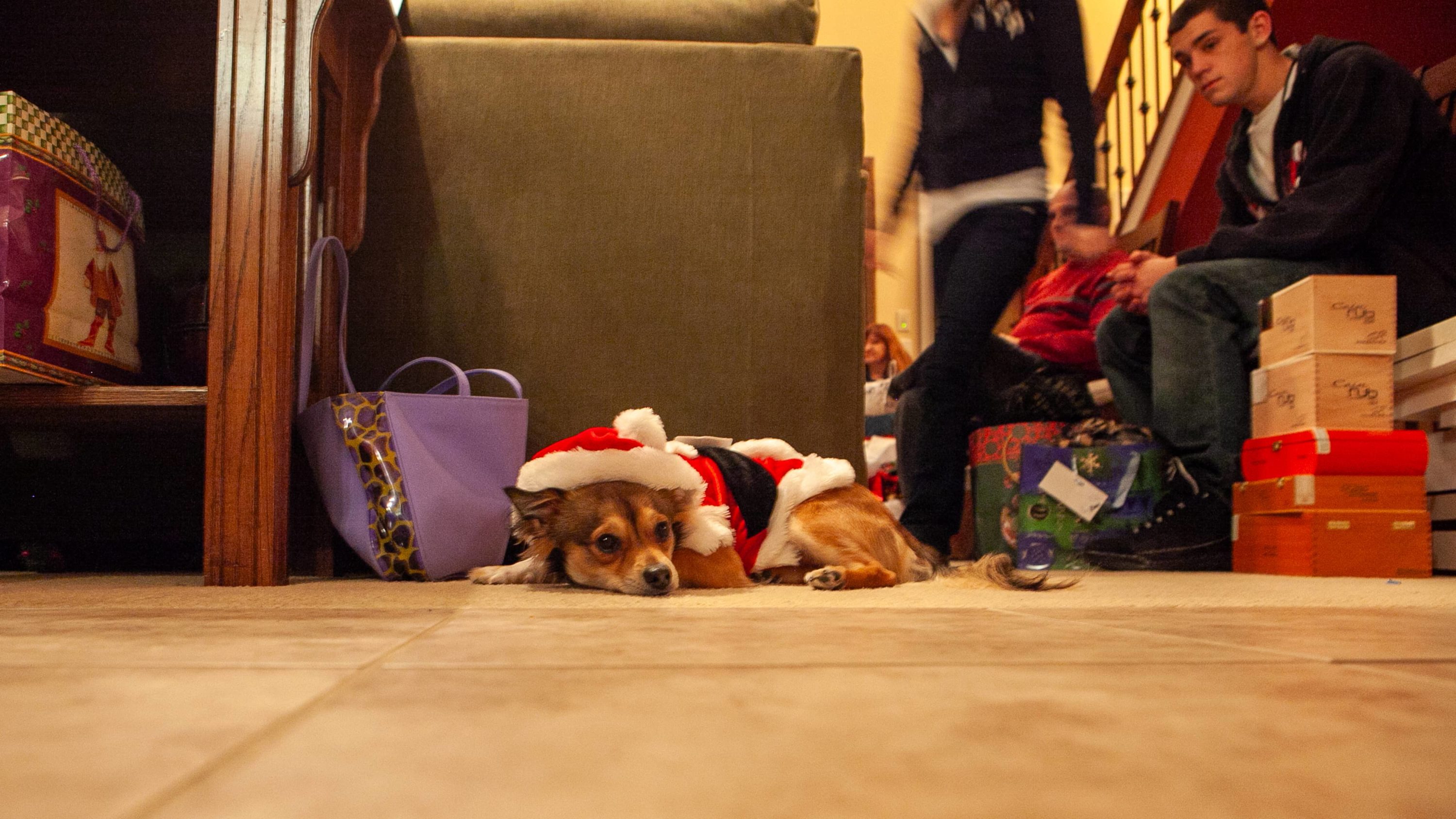 Exhausted dog in Santa hat