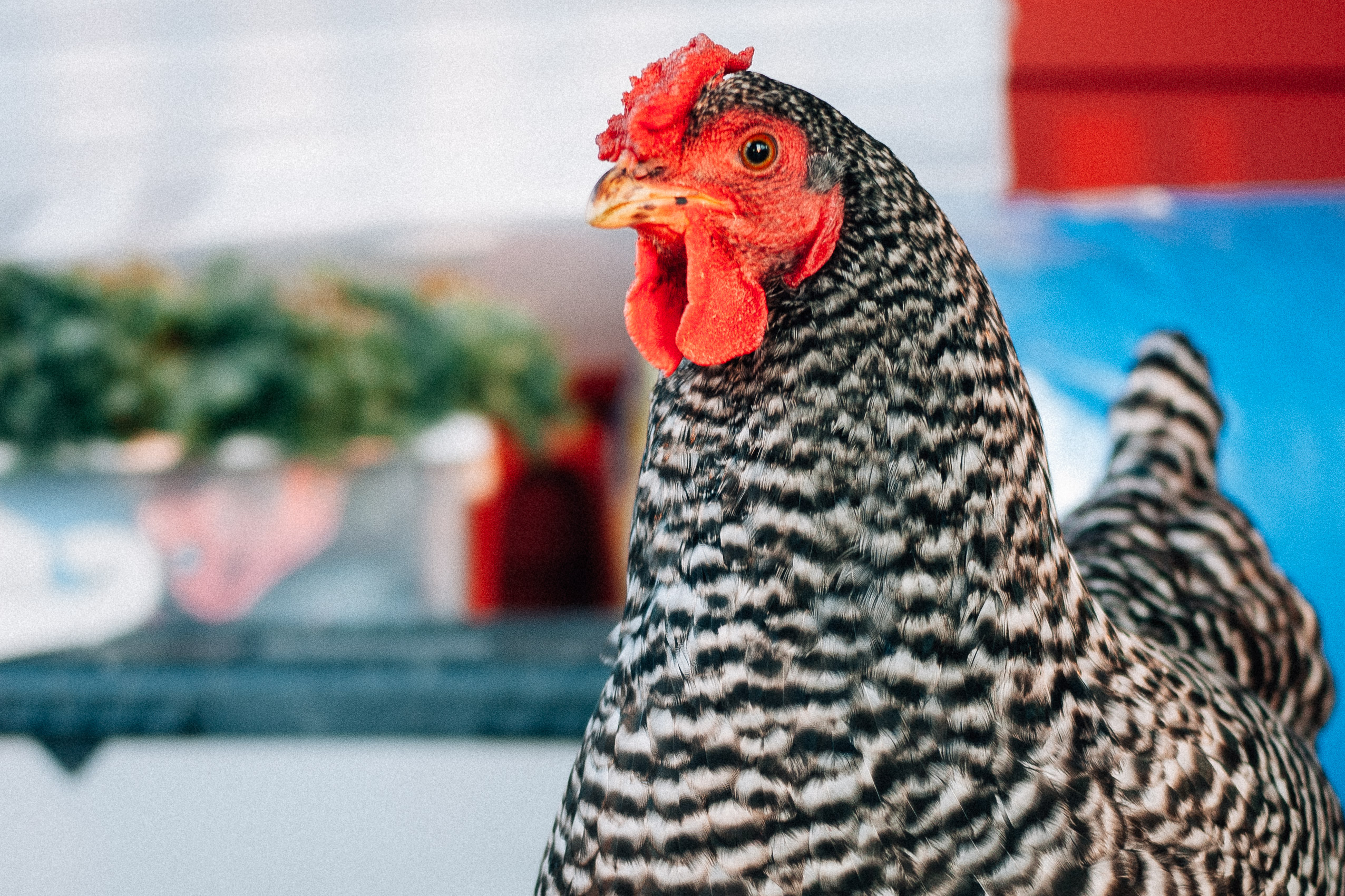 A chicken's head close up