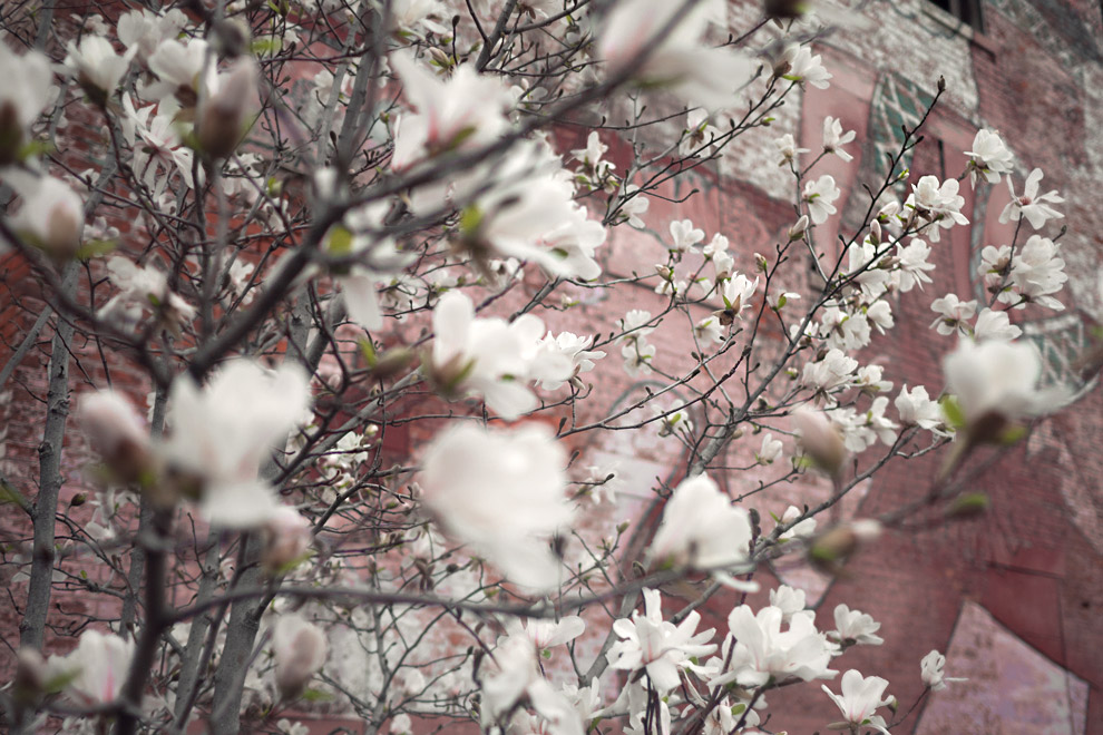 Dogwood tree in bloom