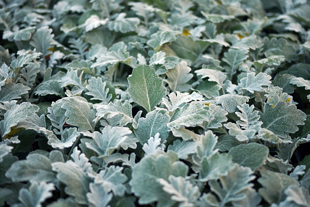 Close up image of plant leaves