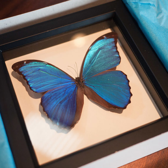 A blue butterfly preserved under glass