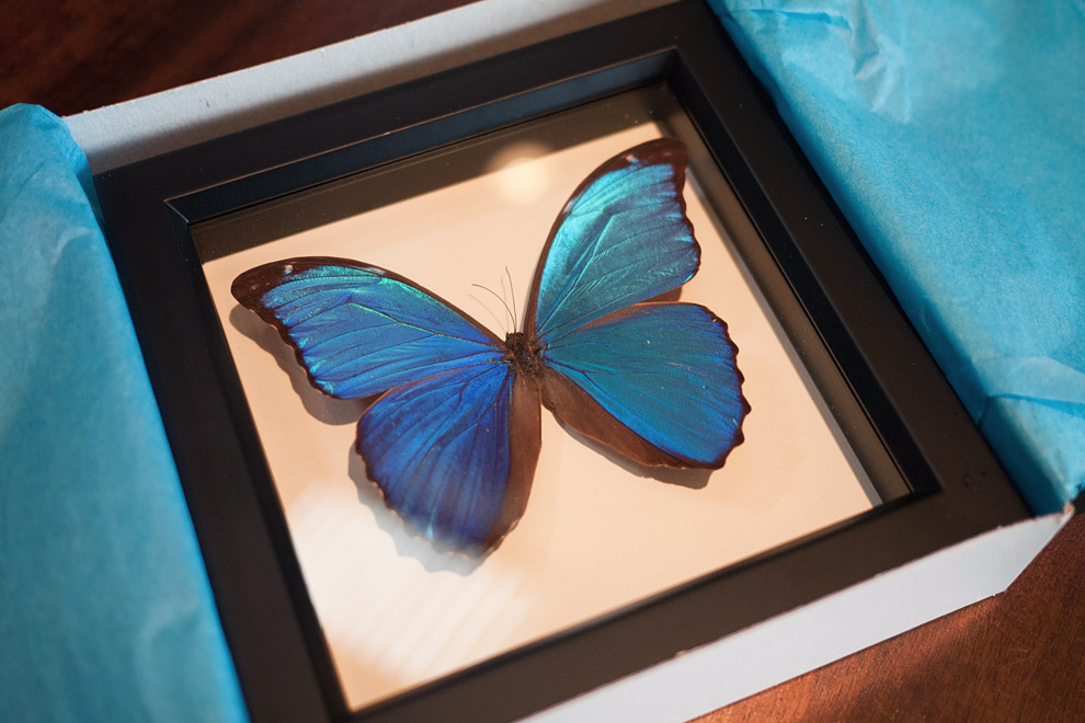 A blue butterfly preserved under glass