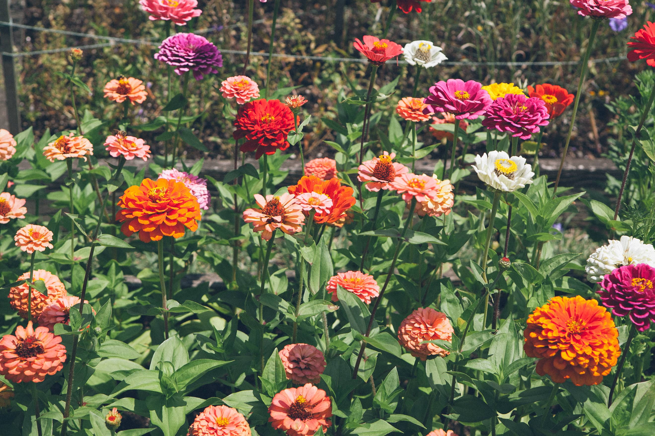 Flowers in a garden