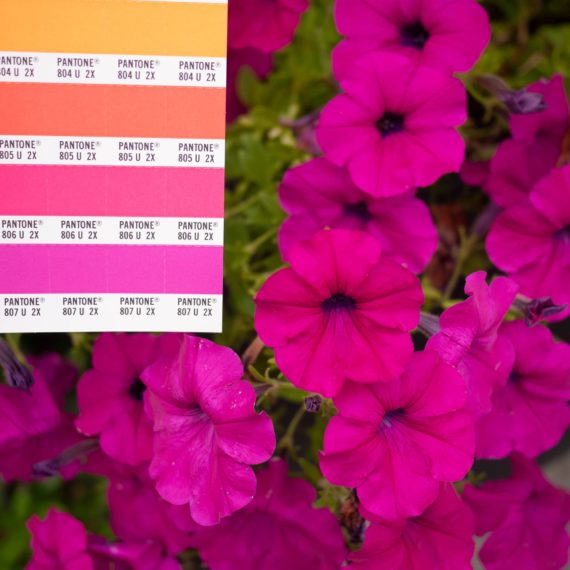 Pantone next to petunias