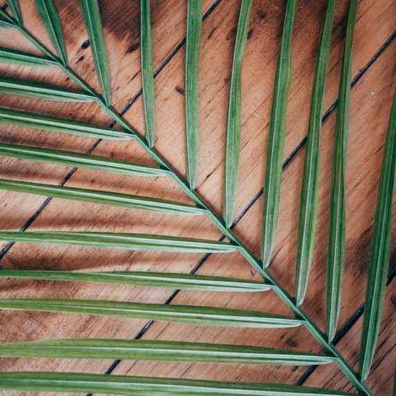 IKEA frond on wood floor