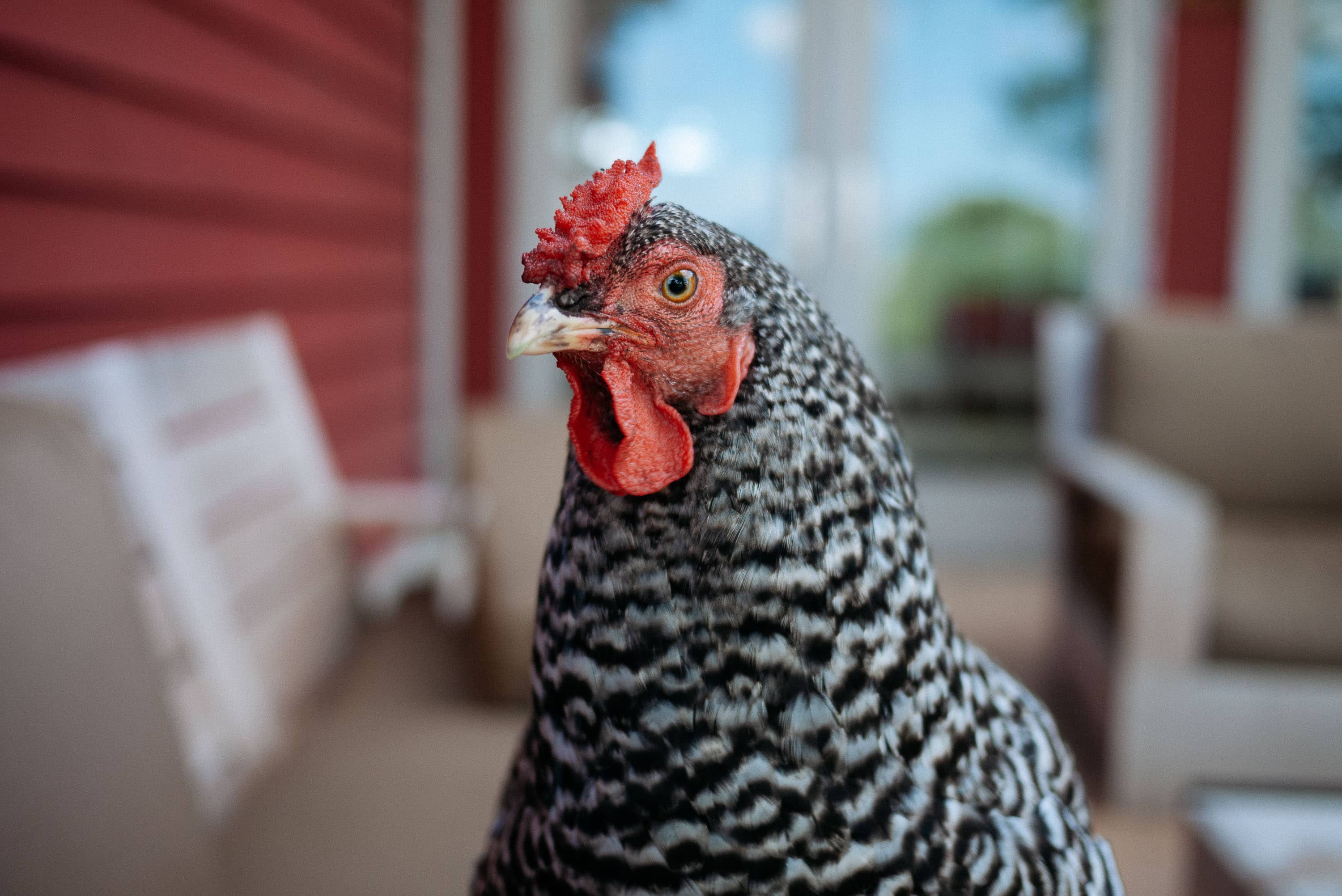 A chicken on a patio