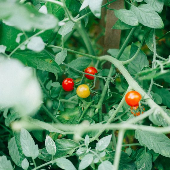 Cherry tomatoes