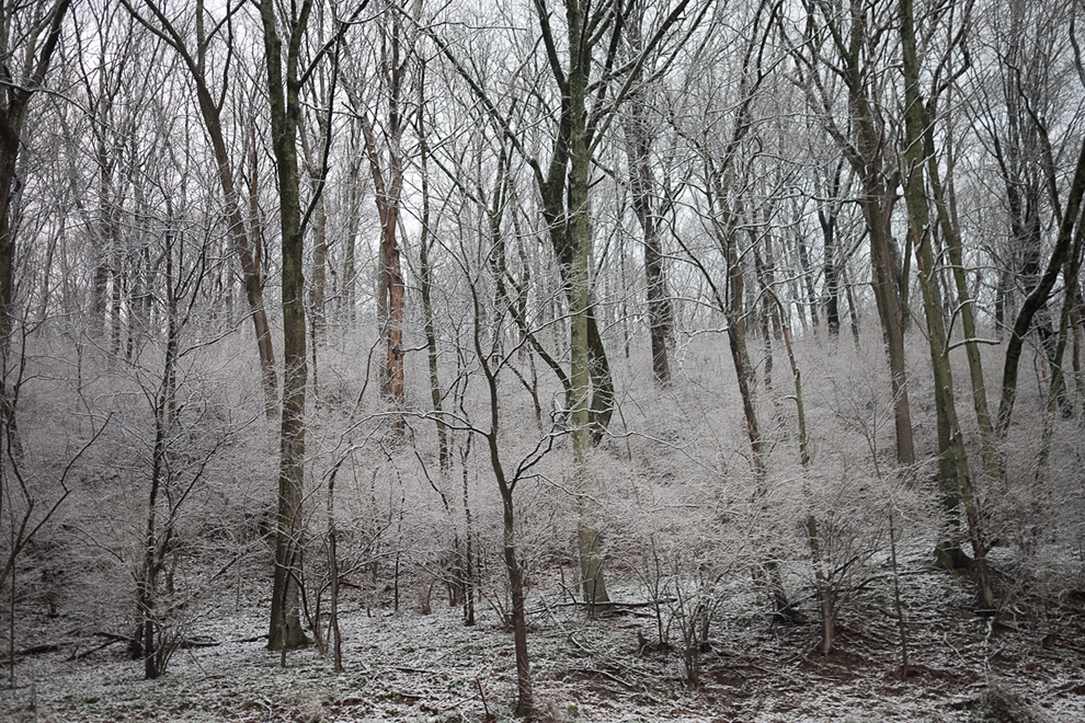 snow on trees