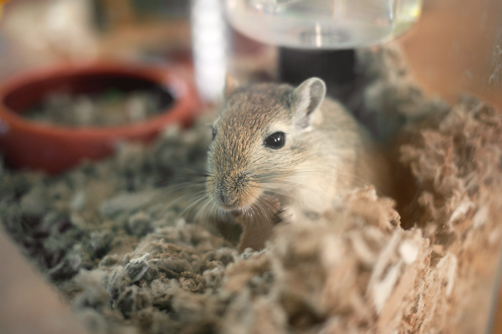 a hamster eating cardboard