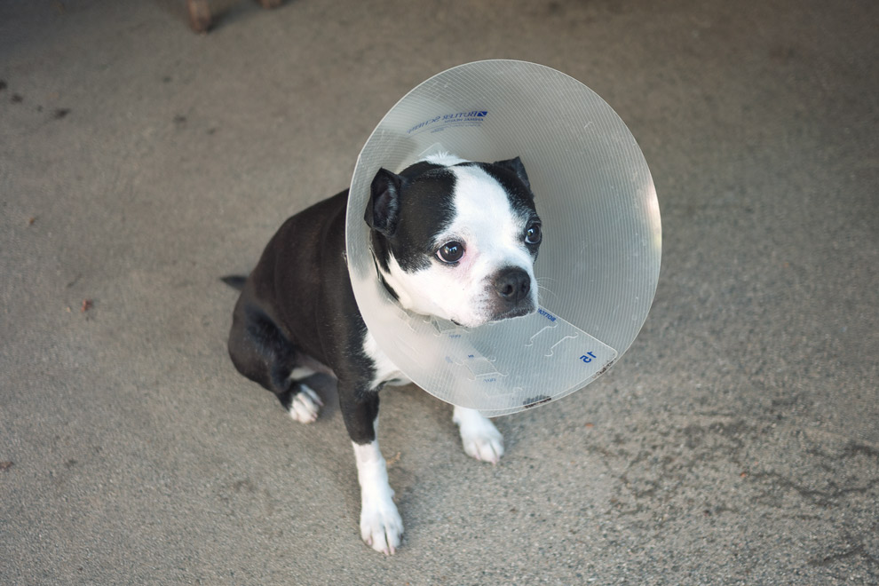 Dog with cone