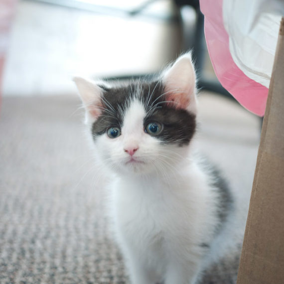 A gray and white kitten