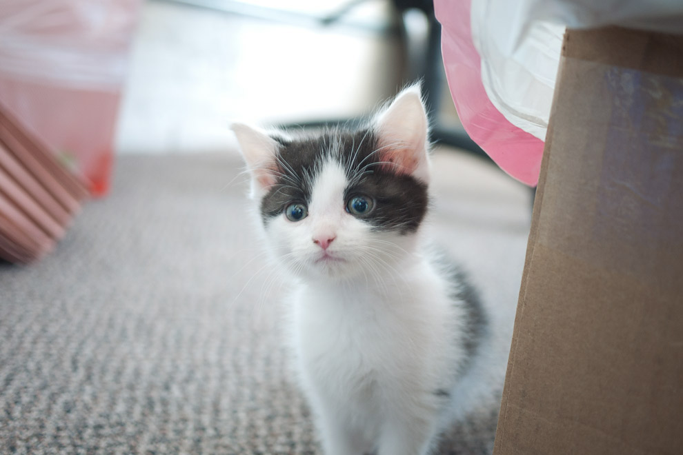 A gray and white kitten