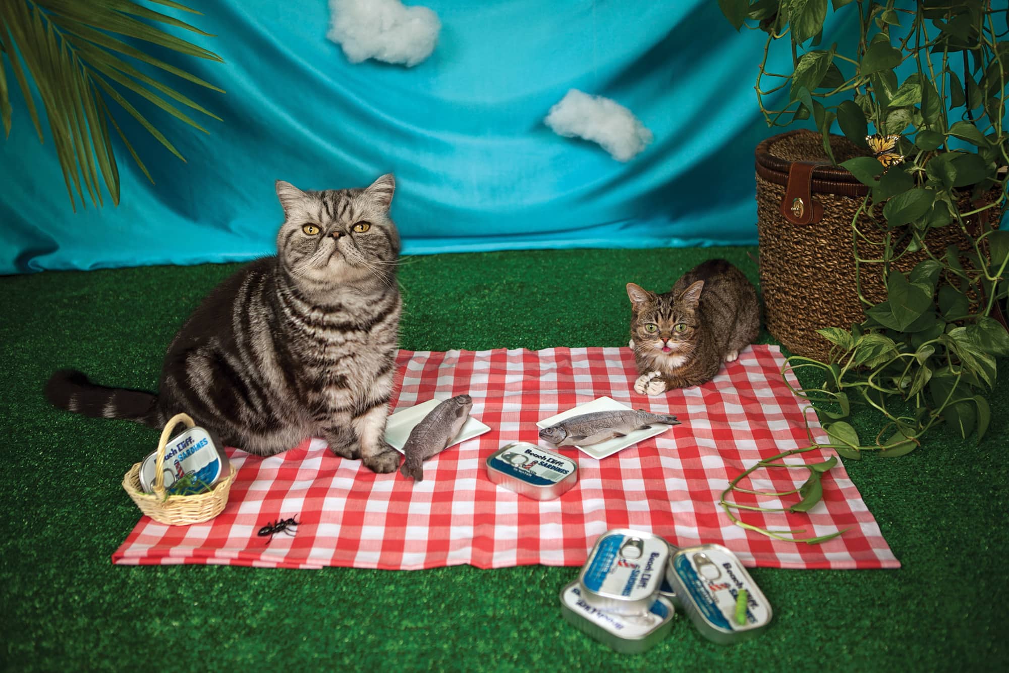 Cats at picnic