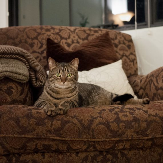 Cat on brown stuffed chair