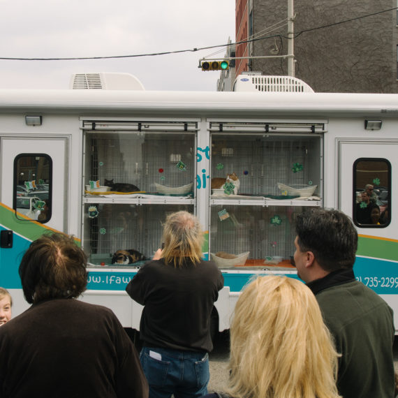 Adoptable cats on display on a van in a St. Patricks Day parade