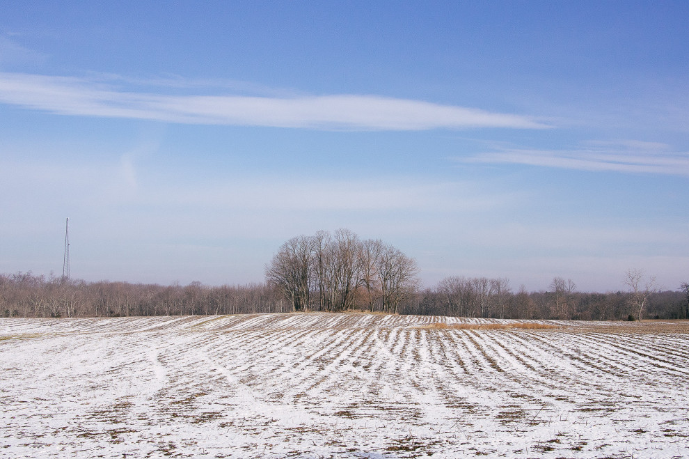 Trees, February 7, 2013