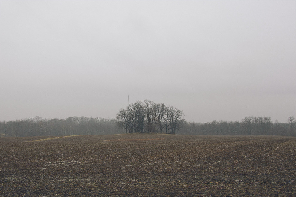 Trees, February 26, 2013