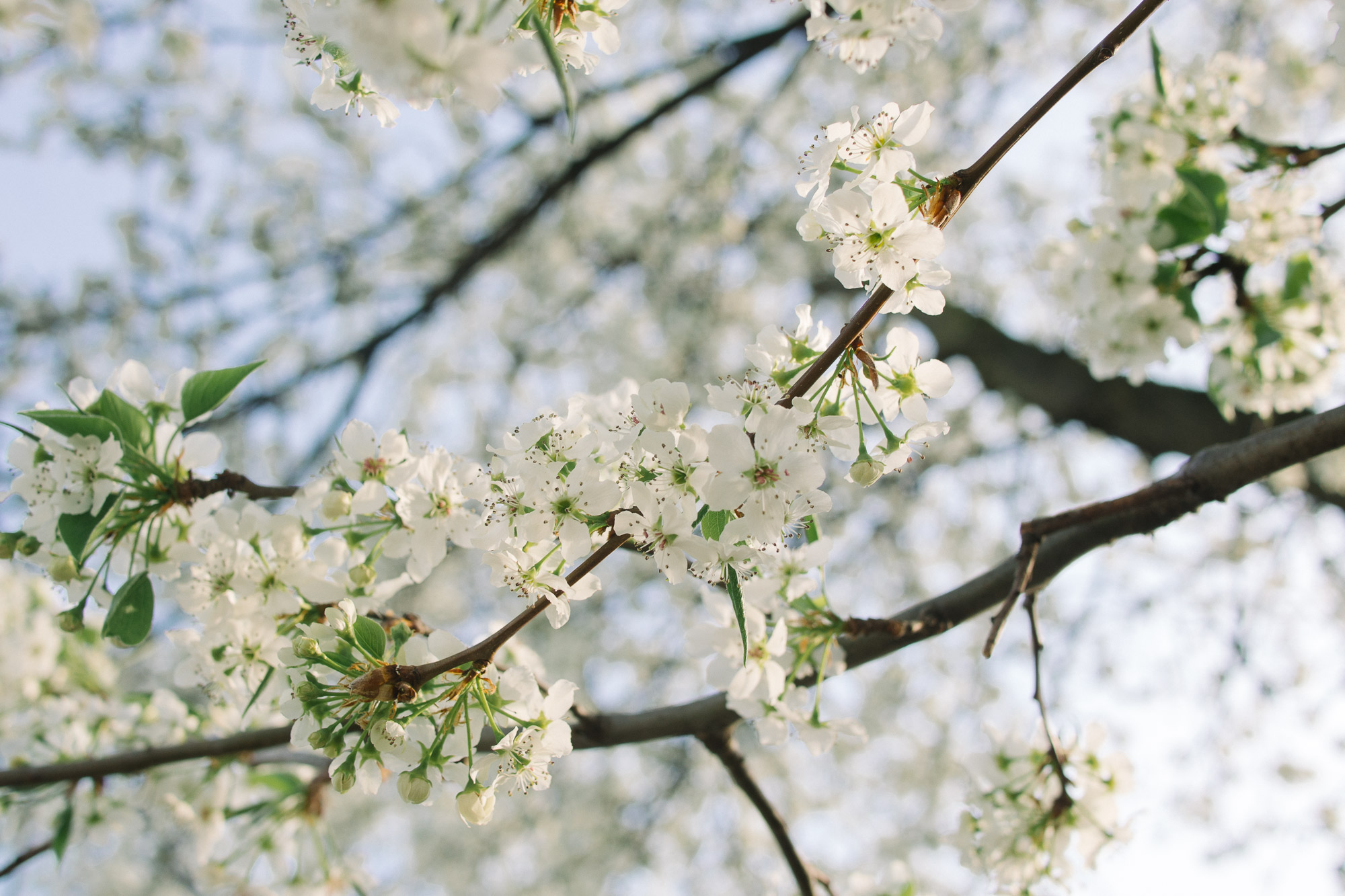 Blooming white flowers on a tree in spring