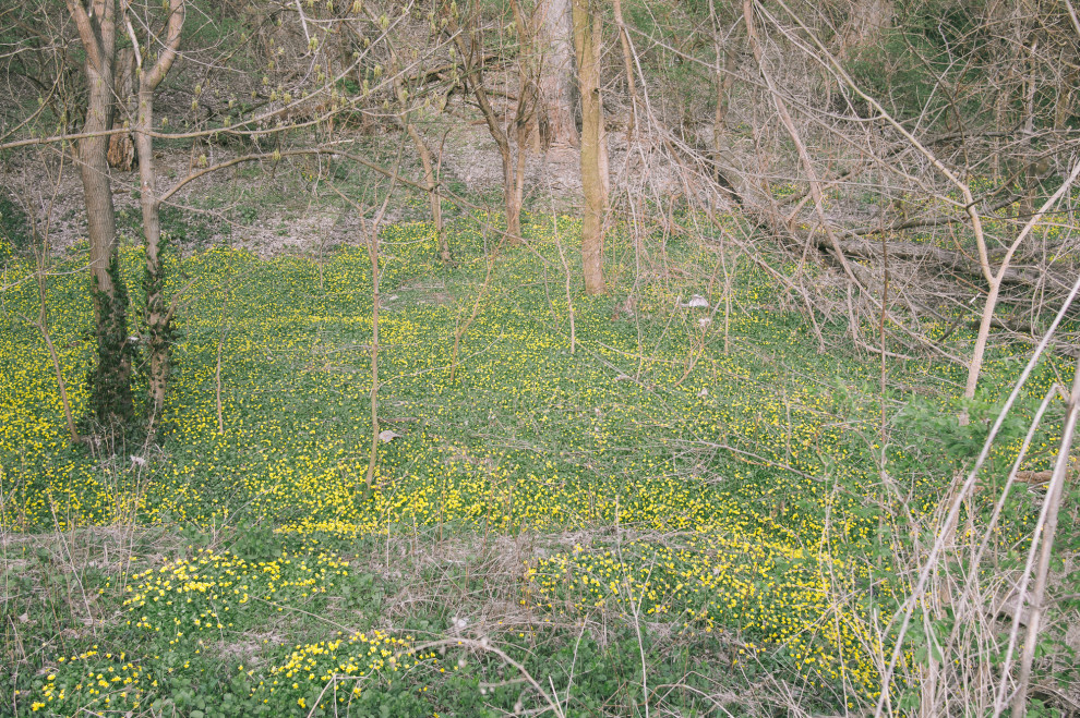 dandelions