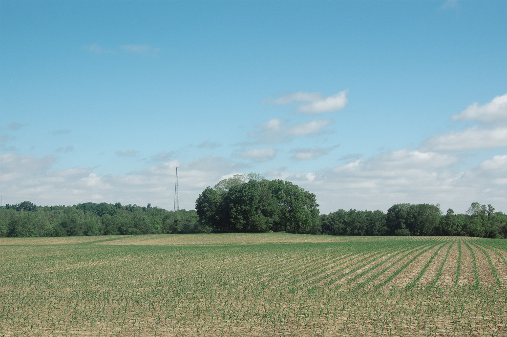 Trees, June 3, 2013