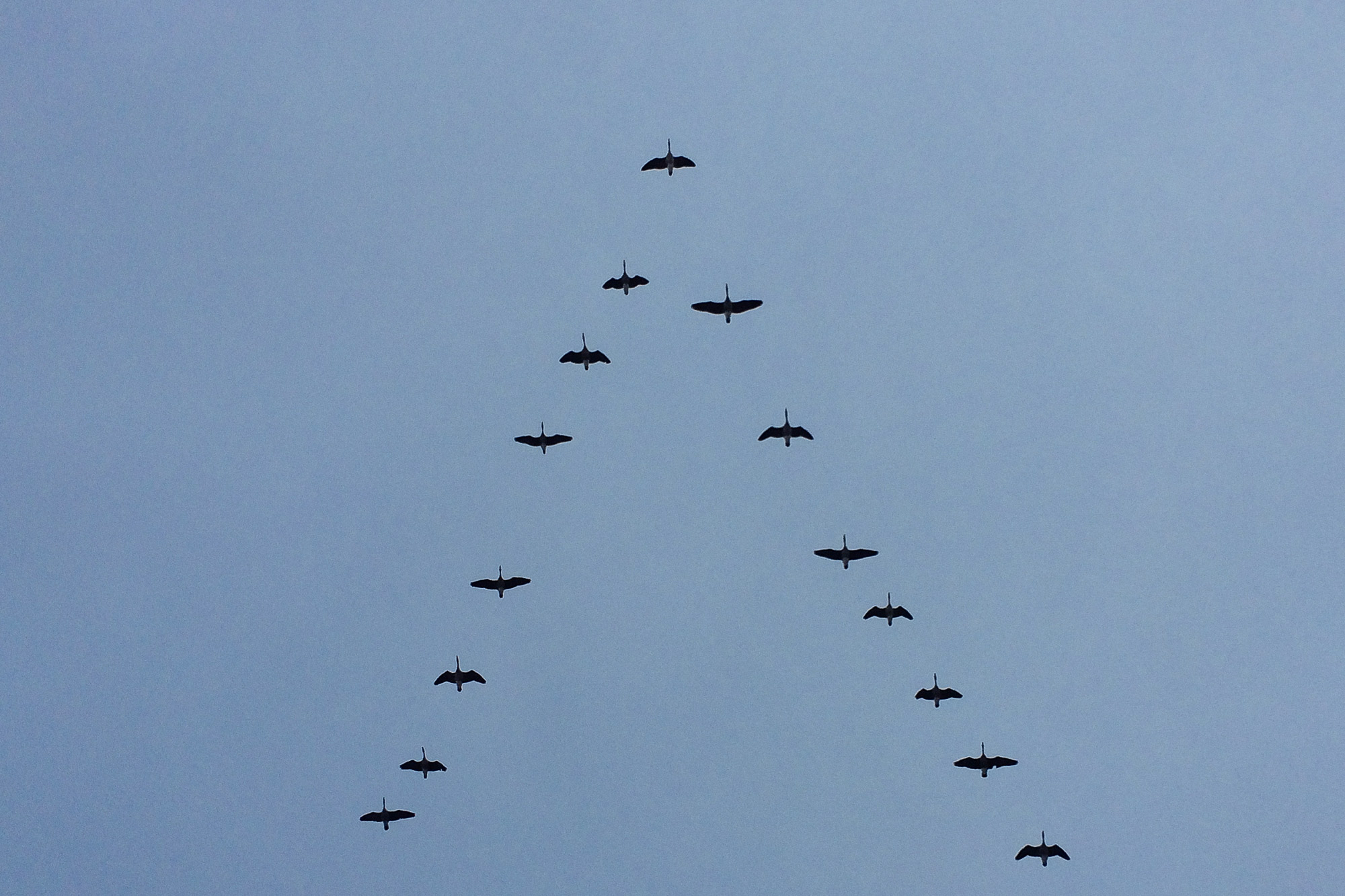 Flying birds in V formation