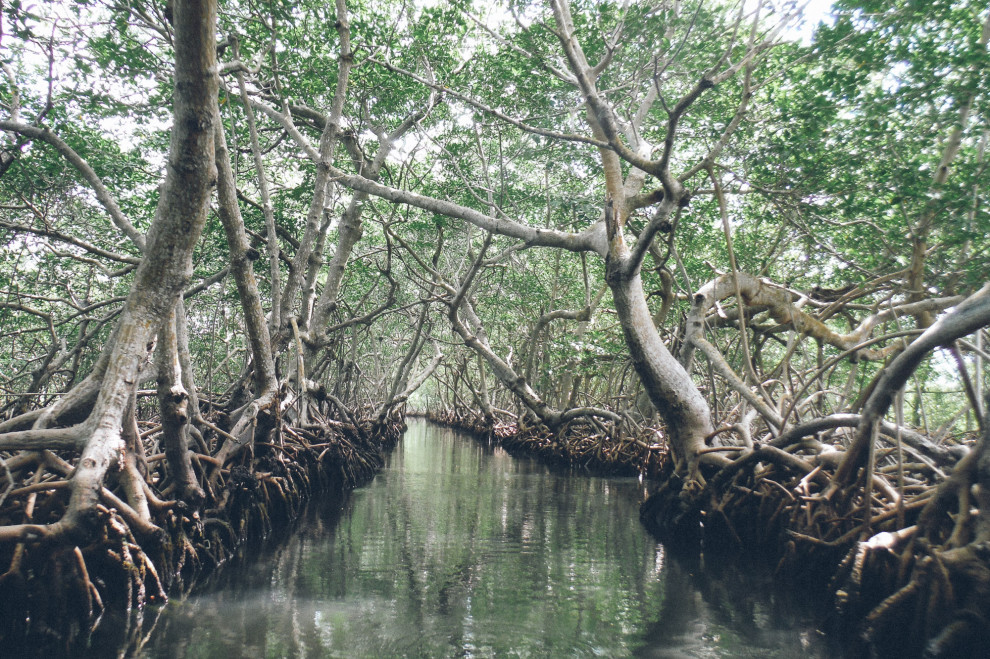 0307-mangroves