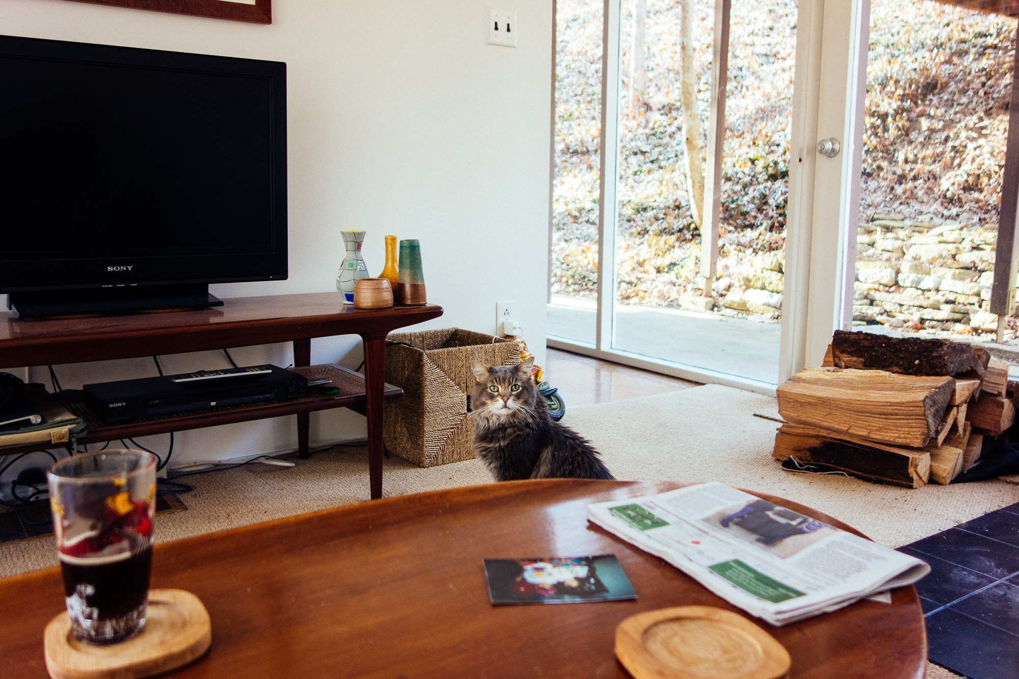 A kitty cat in a living room