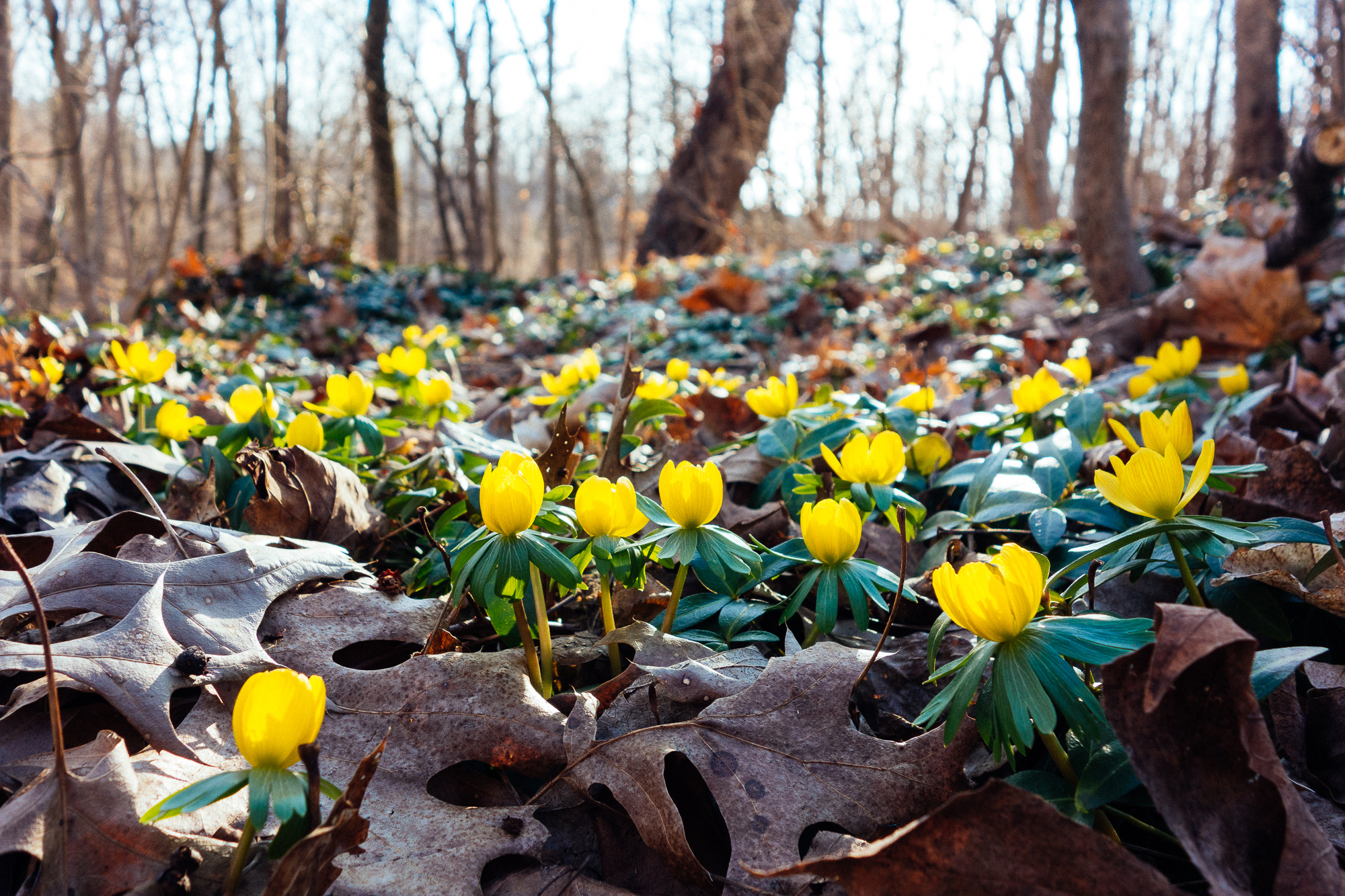 Tulips start to bloom