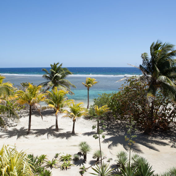 A beach and palm trees