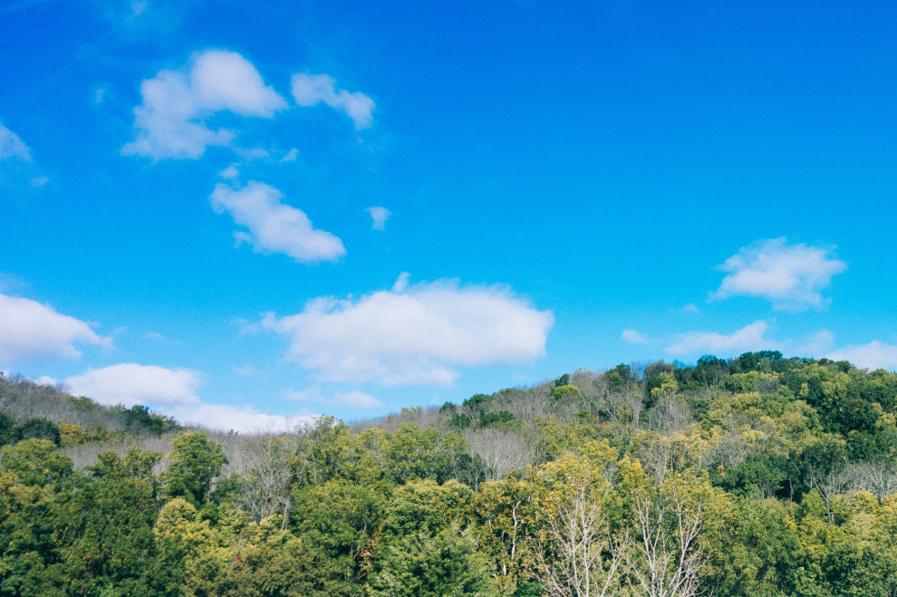 Tree disease in Ohio