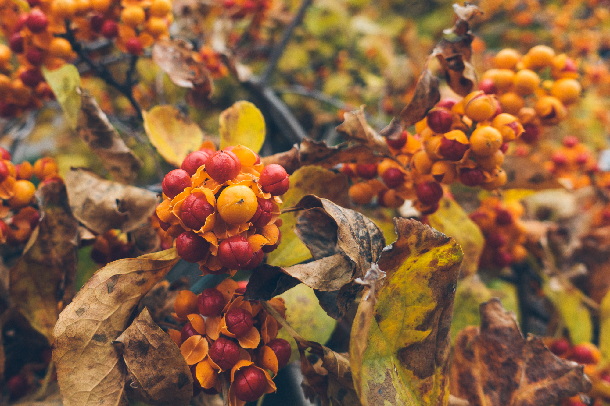 A bush with red and orange berries