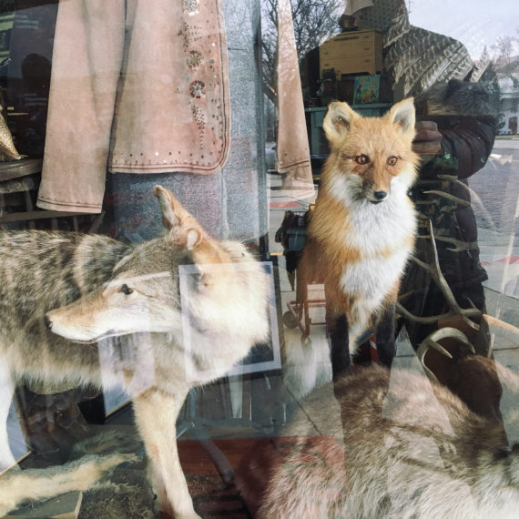 Taxidermy foxes in a display window