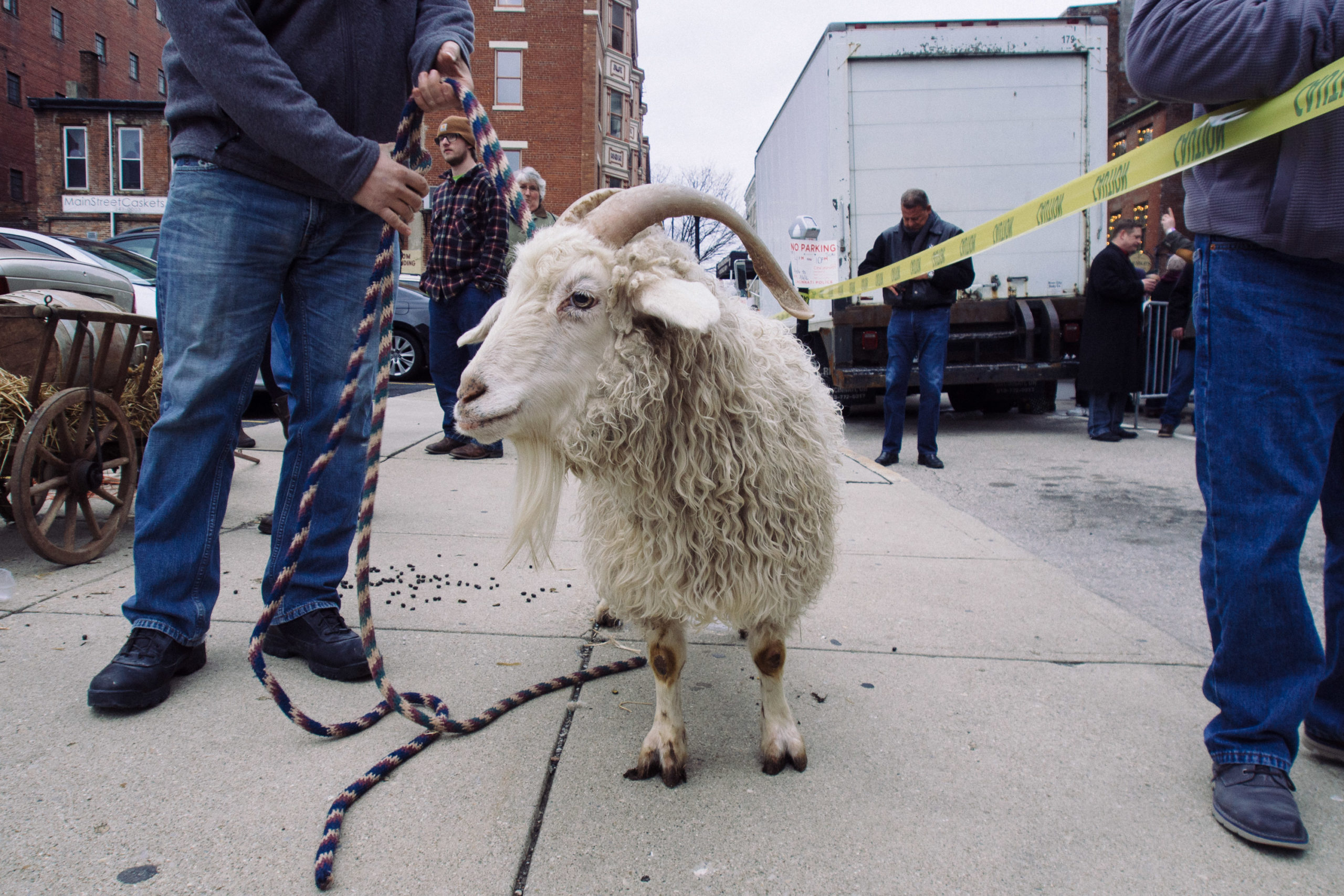 bockfest goat