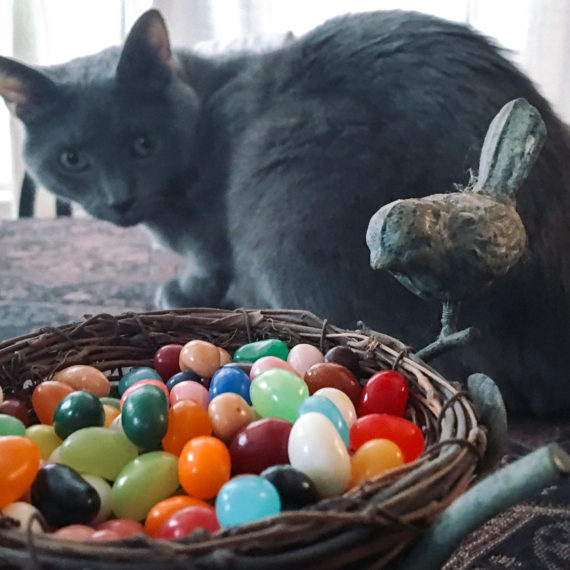 Cat next to container of jellybeans