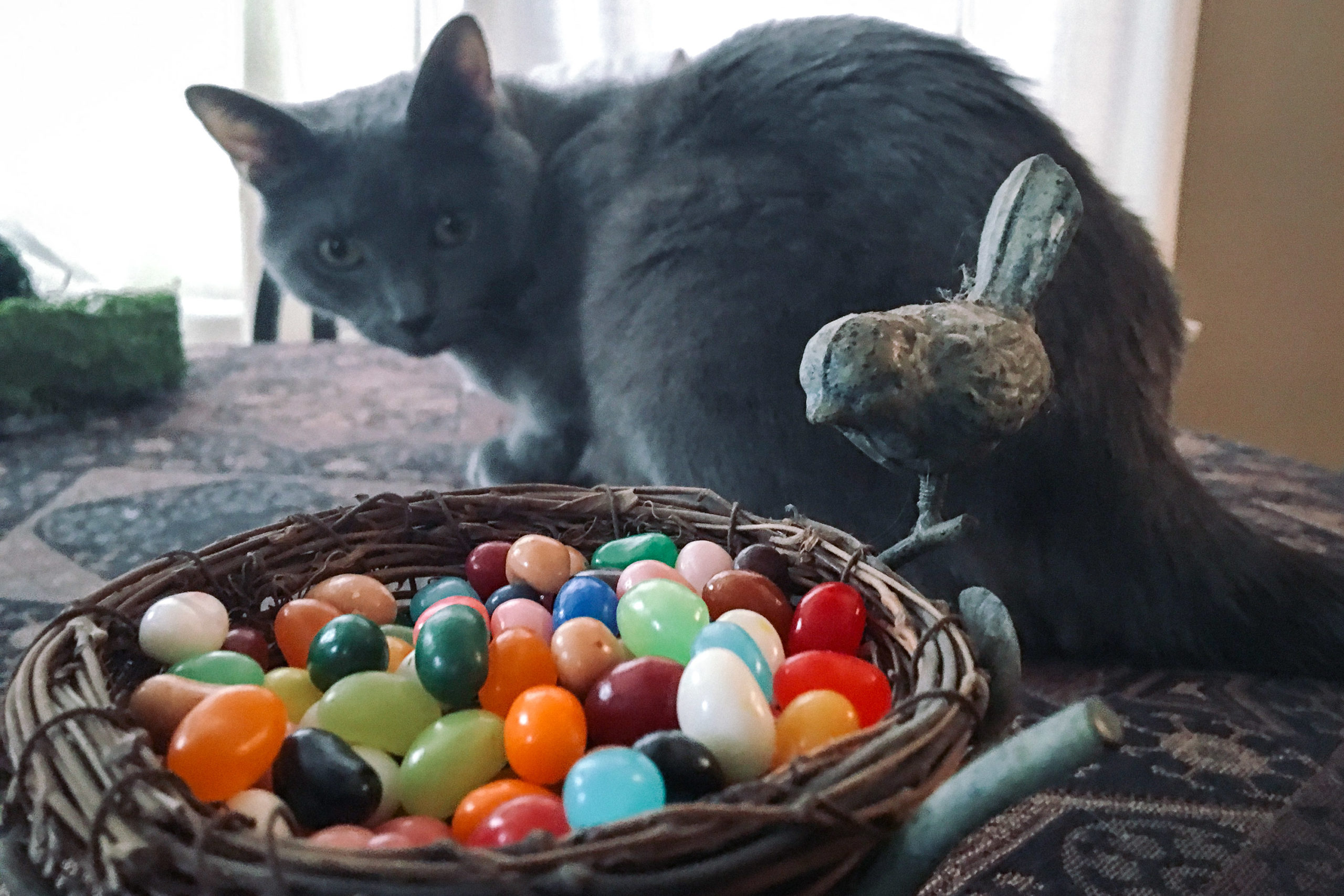 Cat next to container of jellybeans